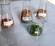 Berufsbilder -BiWi - Berufsinformation der Wiener Wirtschaft