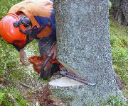 Berufsbilder -Landeskammer für Land- und Forstwirtschaft Steiermark