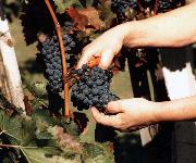 Berufsbilder -Landeskammer für Land- und Forstwirtschaft Niederösterreich